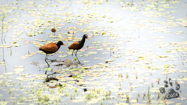 Pantanal - artenreiches Feuchtbiotop