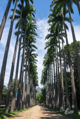 Botanischer Garten, Palmenallee