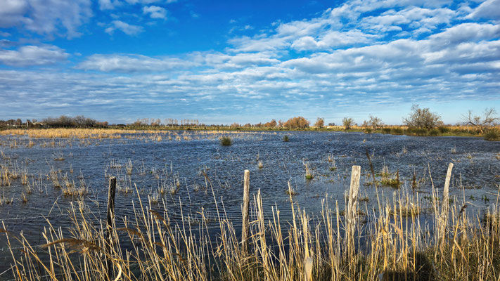 Camargue