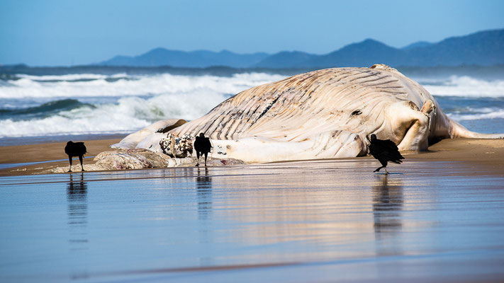 Gestrandeter Wal - Praia Mocambique