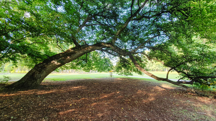 Nörrköping - Volksgarten - Wer trifft denn DEN Korb???