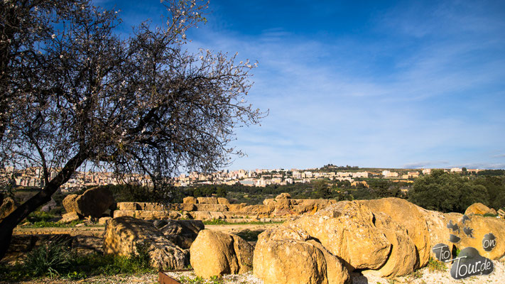Überreste des Zeustempels mit Agrigent im Hintergrund