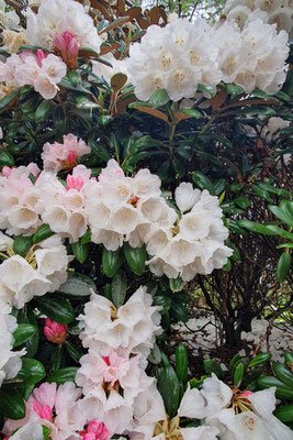 Inverewe Gardens