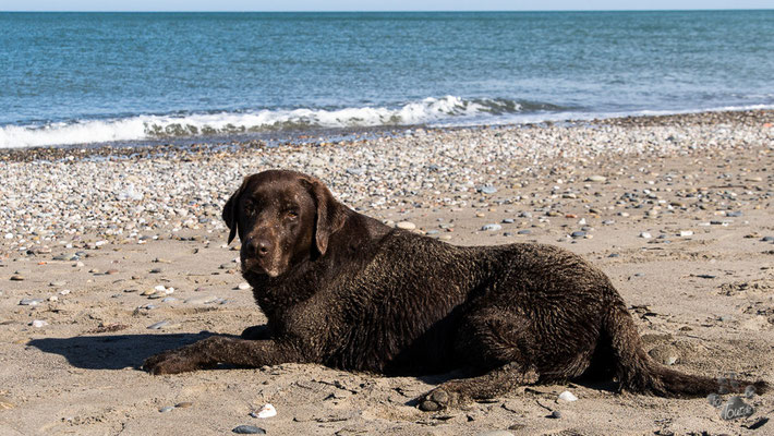 frisch panierter Hund