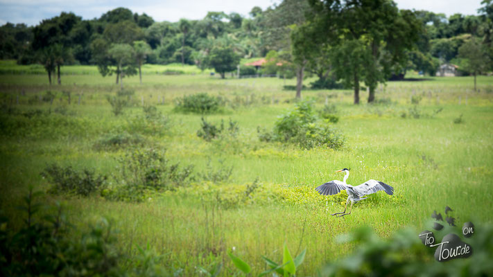 Pantanal - artenreiches Feuchtbiotop