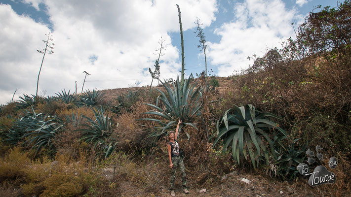 Yucca - gigantisch hoch