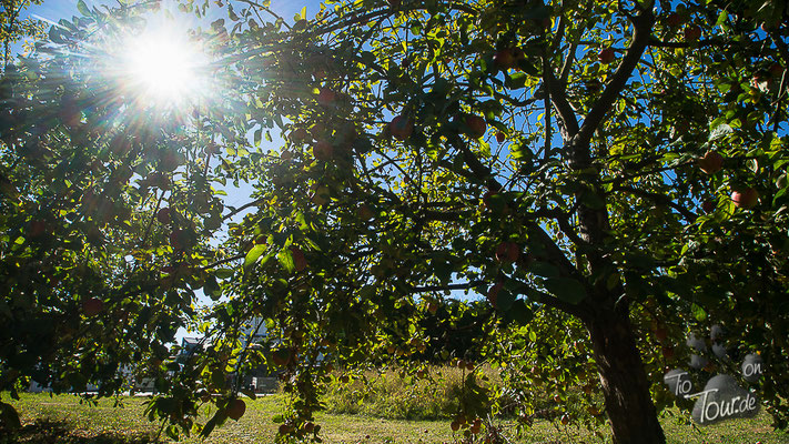 Apfelernte im ehemals eigenen Garten ;-)