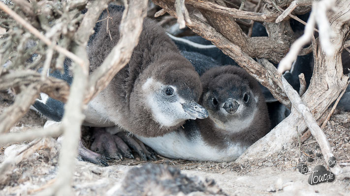 Punta Quilla - Magellan Pinguinkolonie