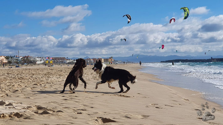 Tarifa