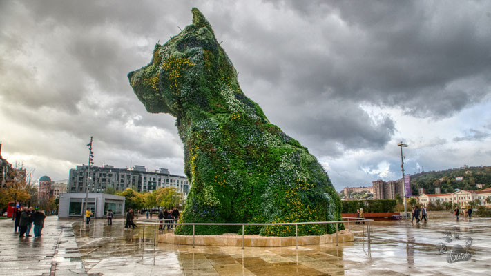 Bilbao - Blumenhund Puppy