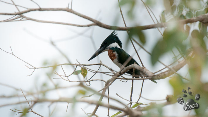 Pantanal - artenreiches Feuchtbiotop
