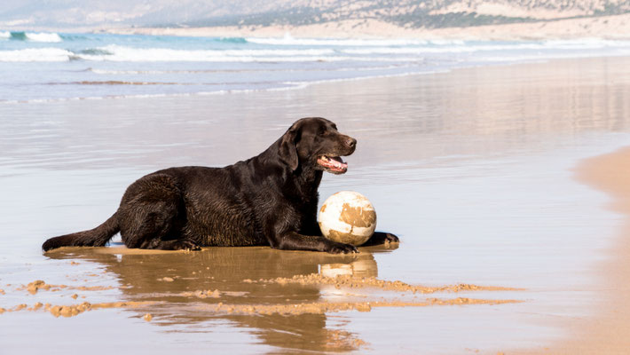 Aghroud - Mein Ball!!!