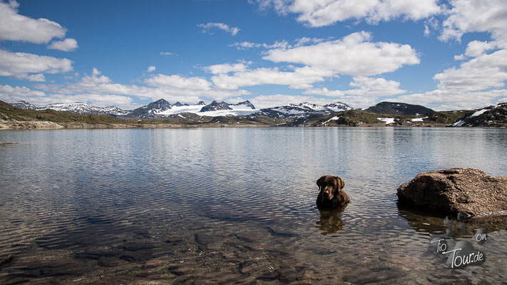 Sognefjellet - ein Bad im Gletschersee