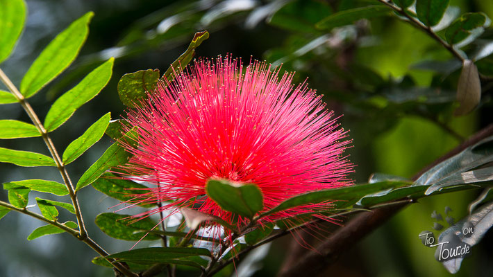 Medellin - Botanischer Garten