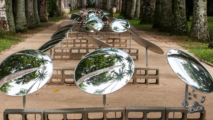 Botanischer Garten - Spiegel in der Palmenallee