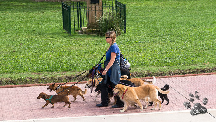 Paseadores de perros - die Hunde-Gassigeher in Buenos Aires