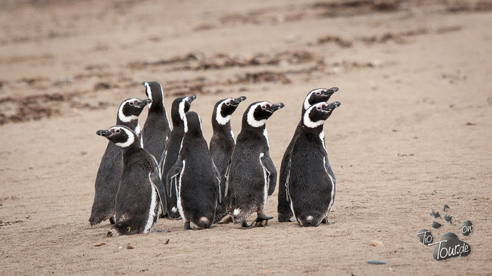 Punta Quilla - Magellan Pinguinkolonie