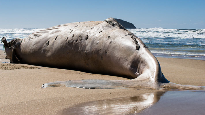 Gestrandeter Wal - Praia Mocambique