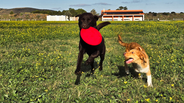Sunny - neue Freundin für Gino