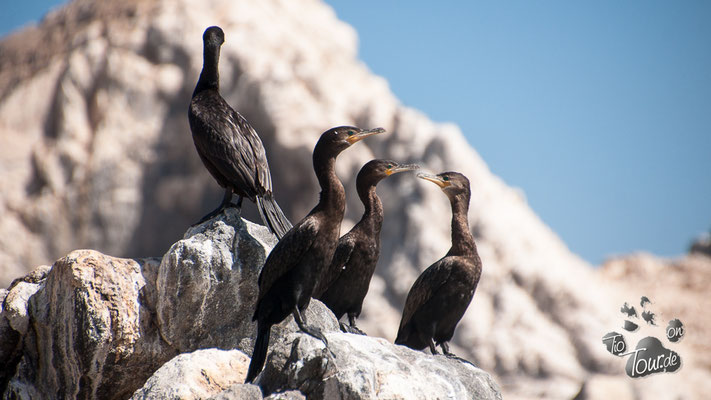 Pazifikküste zwischen Tocopilla und Iquique