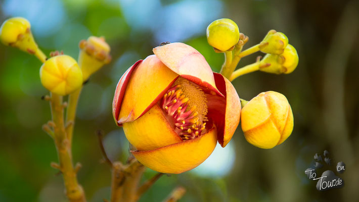 Botanischer Garten