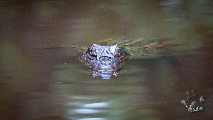 Pantanal - artenreiches Feuchtbiotop