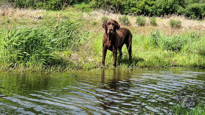 Darf ich ins Wasser ???