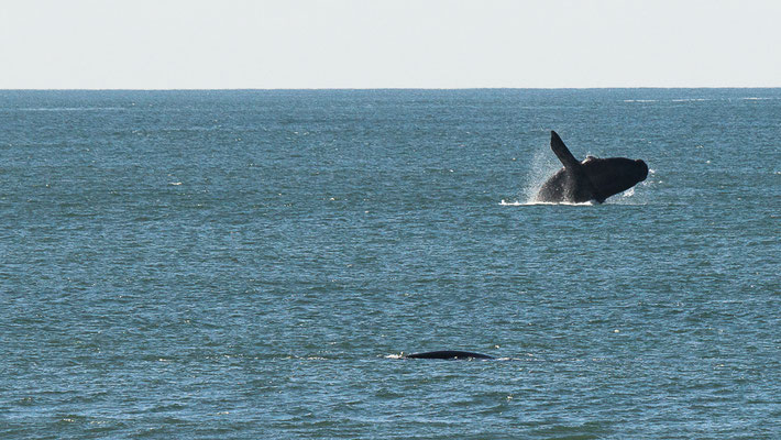 Wale vor Florianopolis