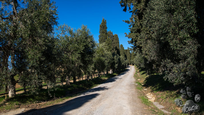 Wanderung durch die Olivenhaine