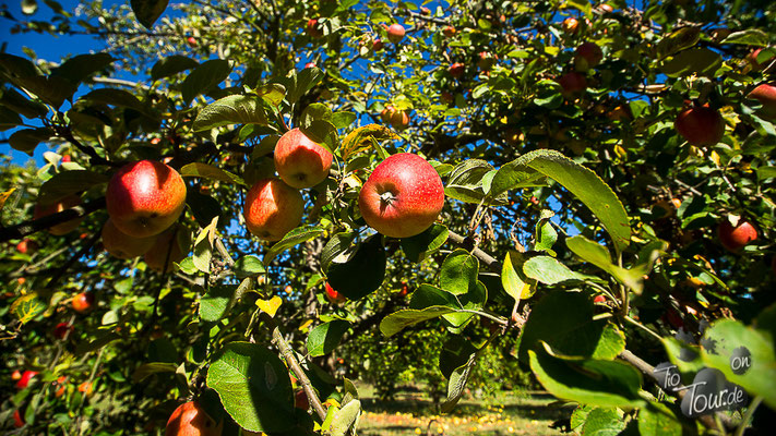 Apfelernte im ehemals eigenen Garten ;-)