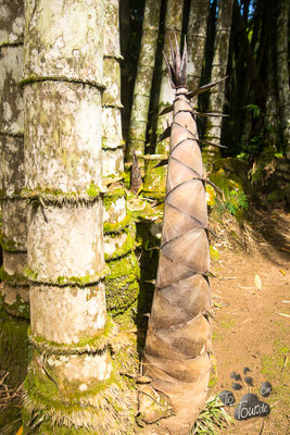 Botanischer Garten, Bambusspross