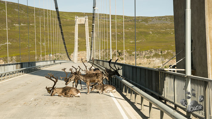 Total entspannt auf der Brücke - eine Herde Rentiere