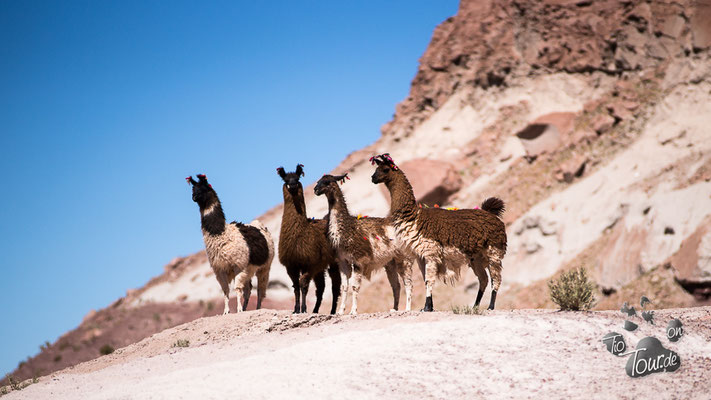 Valle del Arco Iris - neugierige Lamas