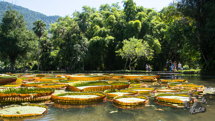 Botanischer Garten, größte Seerose des Amazonas