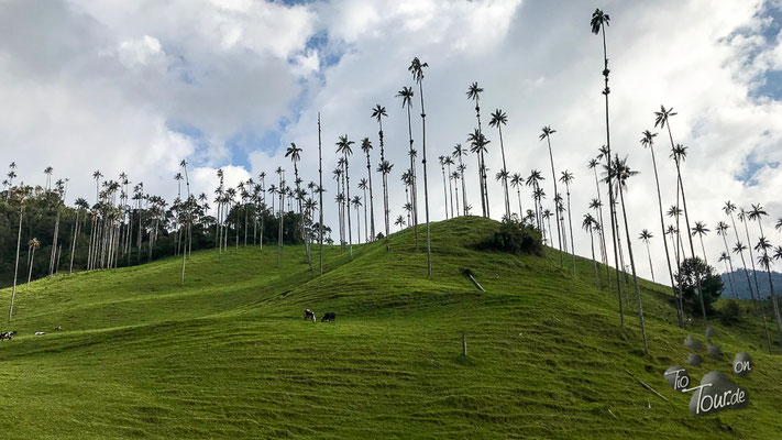 Salento - Valle de Cocora, Wachspalmen - bis zu 60m hoch