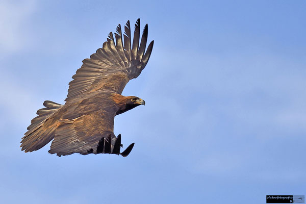 Steinadler - aufgenommen im Zoo Hellabrunn