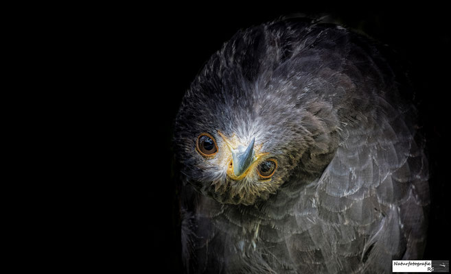 Wüstenbussard