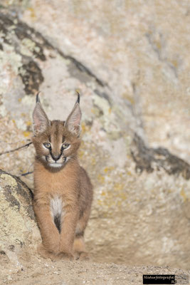 Karakal Kitten