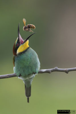 Bienenfresser