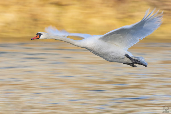 Schwan