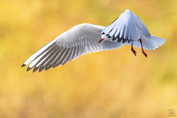 Möwe