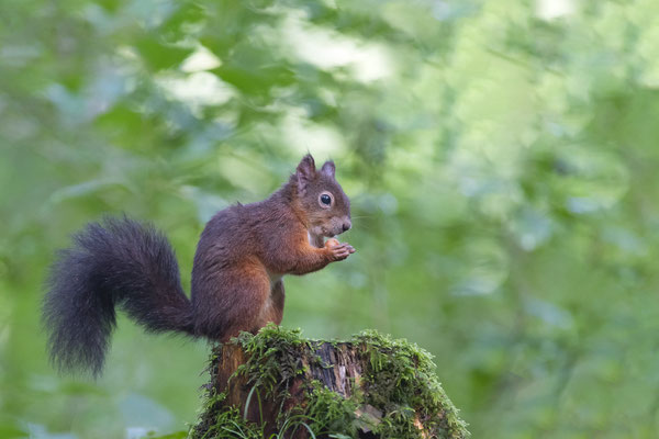 Eichhörnchen