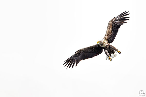 Seeadler