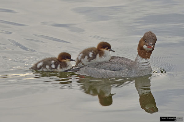 Gänsesäger Familie
