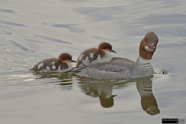 Gänsesäger Familie