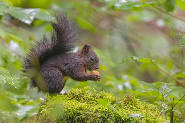 Eichhörnchen