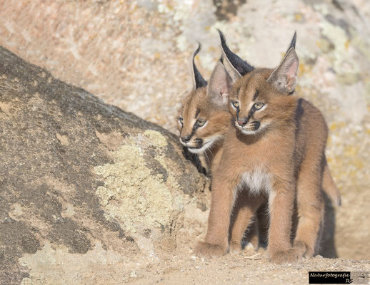 Karakal Kitten