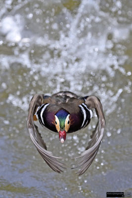 Ente