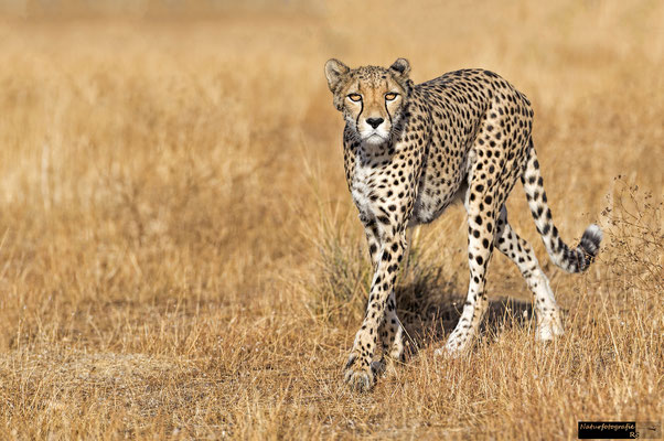 Gepard