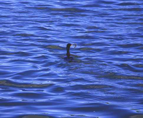 Kormoran.